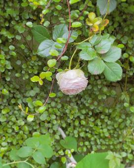ピンクの薔薇の花と壁の蔦 バラ,薔薇,草の写真素材