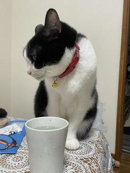 ネコの日常の写真