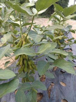 枝豆　家庭菜園 枝豆,家庭菜園,家庭栽培の写真素材