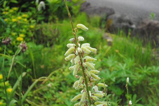 Photo, weed, grass, natural, 