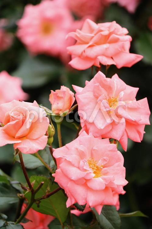 ２０２２薔薇の36 薔薇,ばら,バラの写真素材