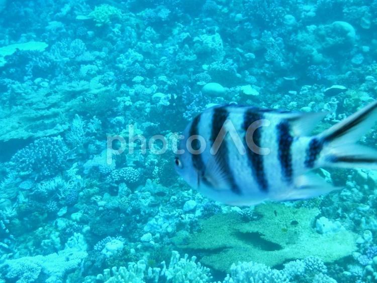 泳げ！ロクセンスズメダイ4 サンゴ,ダイビング,ロクセンスズメダイの写真素材