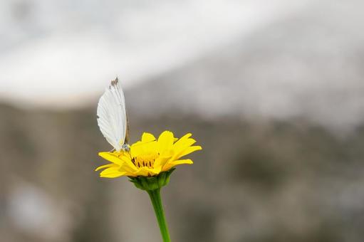 Cabbage White Butterfly ⒁, JPG Cabbage White Butterfly ⒁, JPG