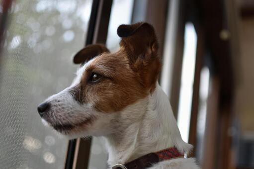 遠くを見つめる犬 遠くを見つめる犬の写真