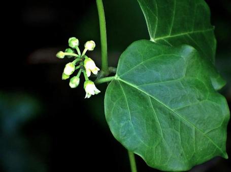 キジョランの葉の写真