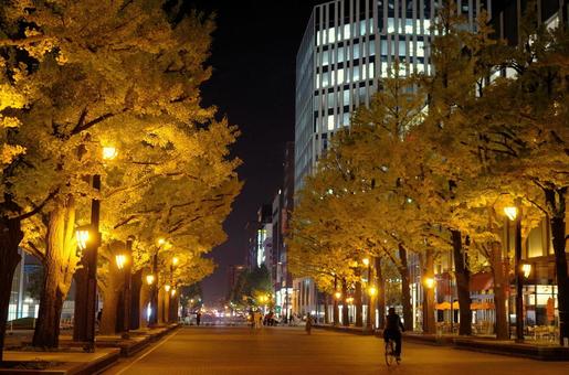 夜の街・イチョウ並木ライトアップ 夜の街・イチョウ並木ライトアップ イチョウ,銀杏,並木の写真素材