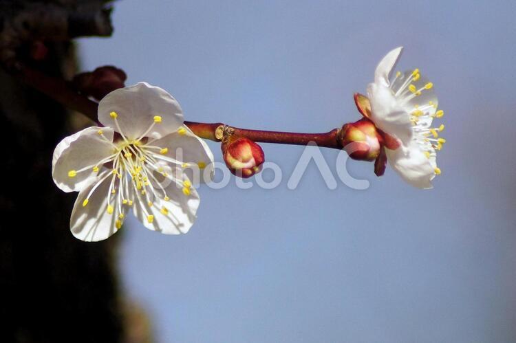 梅の花-183 紅梅,梅,ピンクの写真素材