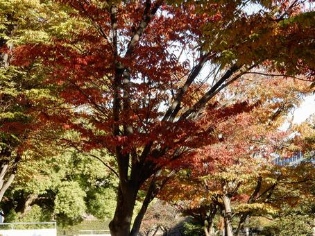 【紅葉写真】美しい紅葉 紅葉,自然,風景の写真素材