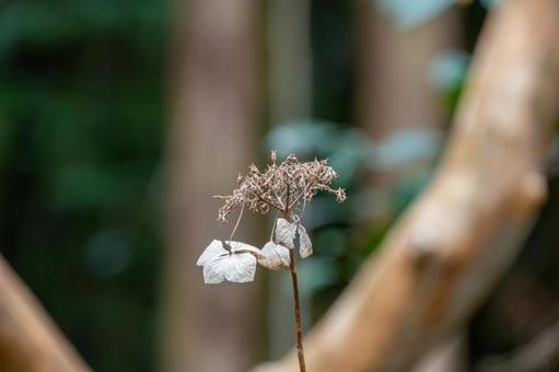 冬枯れのアジサイ 冬枯れのアジサイの写真