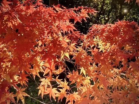 紅葉 紅葉,秋,もみじの写真素材