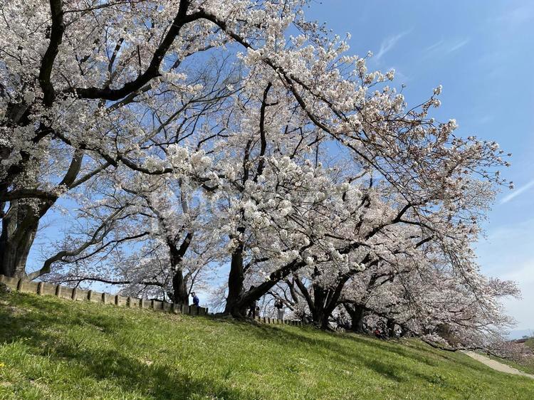 桜並木 桜,春,サクラの写真素材