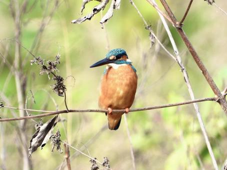 魚を狙うカワセミ 魚を狙うカワセミの写真