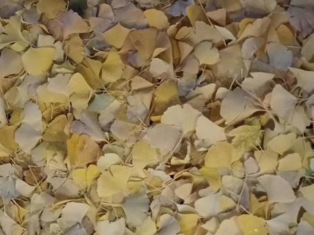 落葉1 落葉,秋,紅葉の写真素材