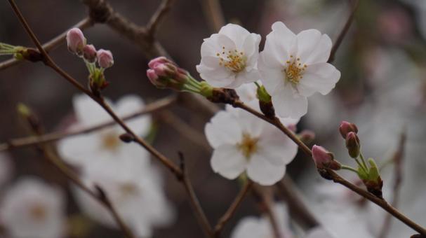 桜 桜の写真