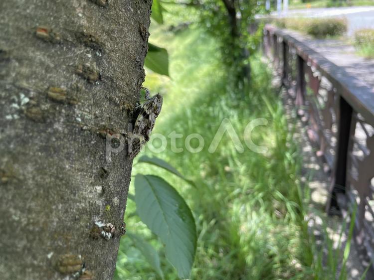 蝉の セミ,蝉,夏の写真素材