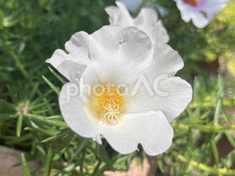 白のマツバボタンの花 マツバボタン,花,白の写真素材