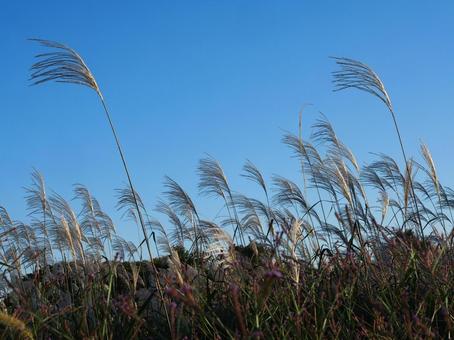 風になびくススキ 風になびくススキ ススキ,すすき,空の写真素材