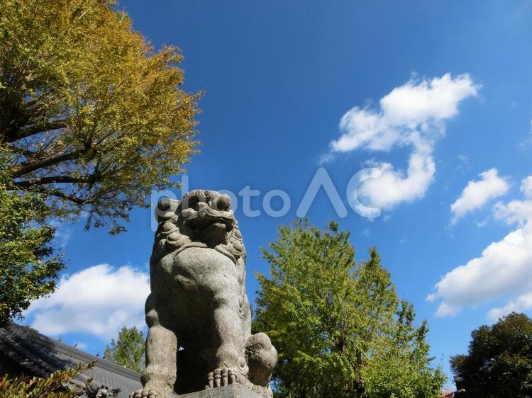 柴又八幡神社の風景-5 柴又八幡神社,東京都葛飾区柴又,境内の写真素材