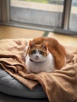 日差しの中でくつろぐ茶白の猫 日差しの中でくつろぐ茶白の猫の写真