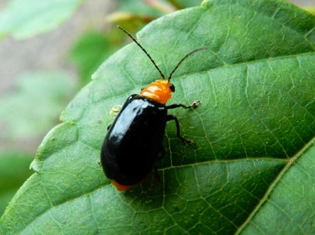 【昆虫写真】クロウリハムシ 【昆虫写真】クロウリハムシ クロウリハムシ,黒瓜葉虫,生き物の写真素材