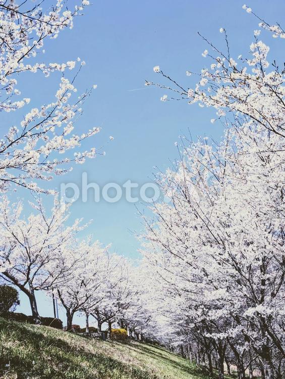 爽やかな桜の景色 桜,桜並木,春の写真素材