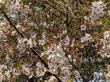 桜 桜の写真