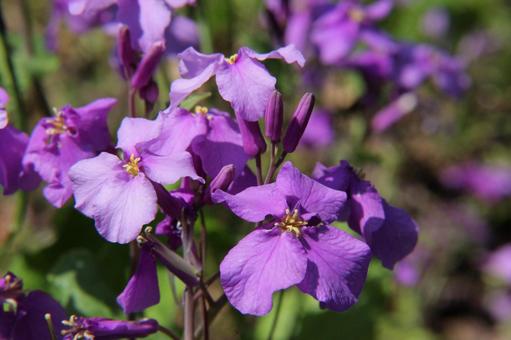 Photo, great altace, a flower, 4 petals, 