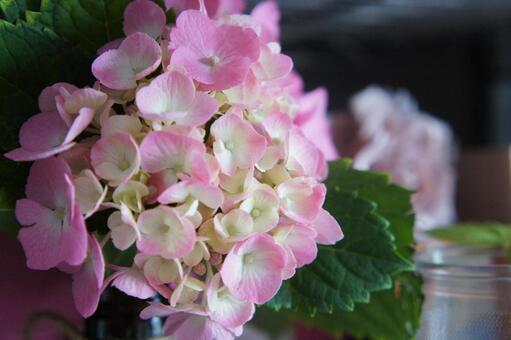 あじさい あじさいの写真