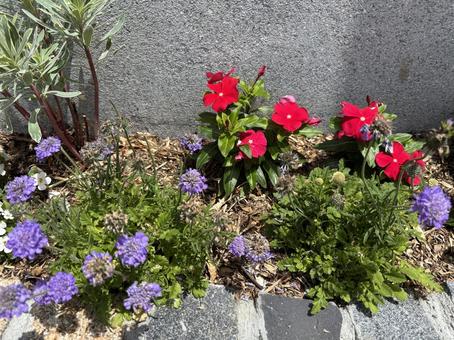 花 花の写真