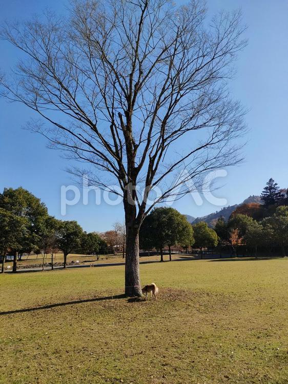 宮ヶ瀬湖畔園地でお散歩する柴犬 犬,shibainu,柴犬の写真素材
