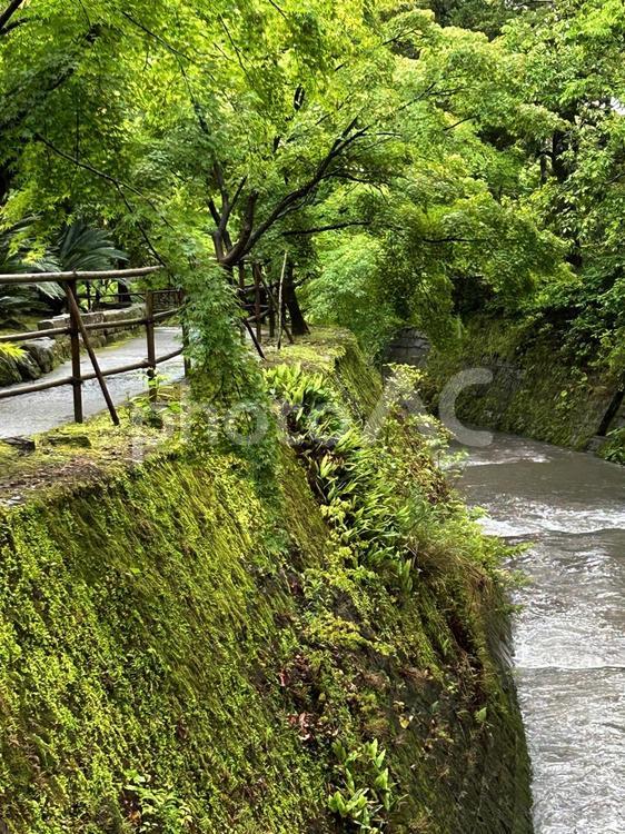 雨の仙巌園（水道） 雨の仙巌園（水道）,雨,鹿児島の写真素材
