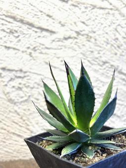 アガベ 植物 アガベ 植物 アガベ,観葉植物,背景の写真素材