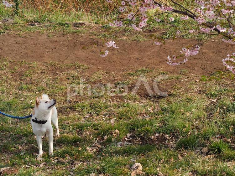 桜を見上げる犬 犬,柴犬,見上げるの写真素材