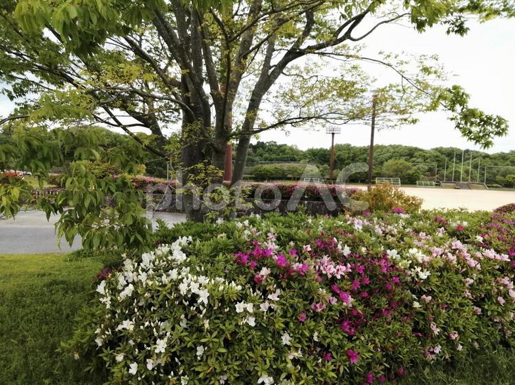 公園とグランドとツツジ グランド,公園,春の写真素材