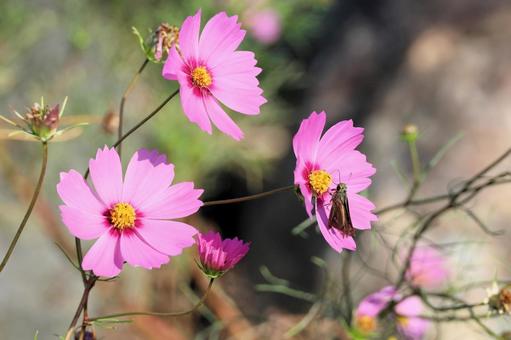 秋桜 秋桜 秋桜,コスモス,ピンクの花の写真素材