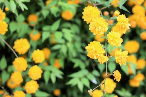 花 花の写真