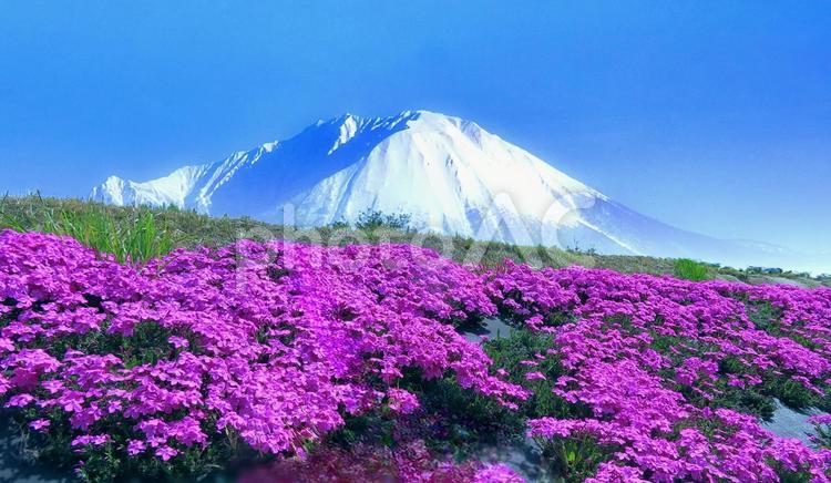 コラボ・イメージ素材/芝桜と冠雪大山 芝桜,大山,春の写真素材