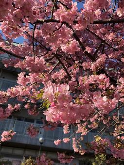 河津桜の咲く公園 河津桜の咲く公園 河津桜,さくら,桜の写真素材