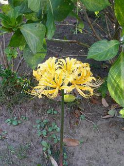 住宅地の植え込みに咲く黄色いヒガンバナ 住宅地の植え込みに咲く黄色いヒガンバナ ヒガンバナ,リコリス,花の写真素材