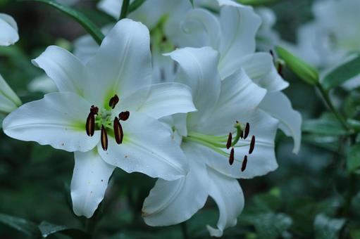 A flower that symbolizes chastity, JPG A flower that symbolizes chastity, lírios, lírio, flor, JPG