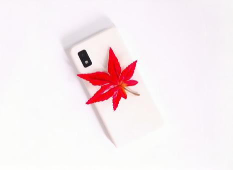 スマホと紅葉(裏) スマホと紅葉(裏) スマホ,ビジネス,紅葉の写真素材