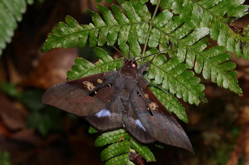 オオルリオビクチバ？ オオルリオビクチバ,ガ,蛾の写真素材
