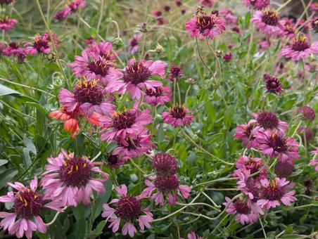 ガイラルディアの花 6 ガイラルディアの花 6 ガイラルディア,グレープセンセーション,花の写真素材