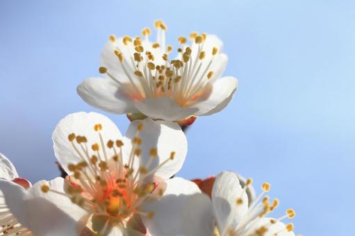 Plum blossom close-up, JPG