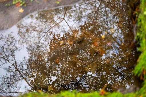 水たまり 水たまりの写真