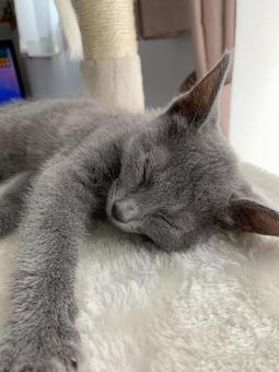 ロシアンブルー ロシアンブルー 猫,ロシアンブルー,子猫の写真素材