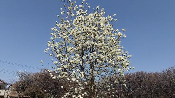 白い梅の花と木 白い梅の花と木の写真