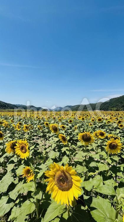 ひまわり畑 ひまわり,向日葵,背景の写真素材