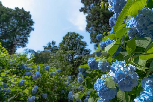 青い紫陽花 紫陽花,アジサイ,あじさいの写真素材