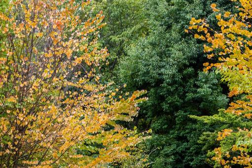 天沼公園の風景⑹ 天沼公園の風景⑹の写真